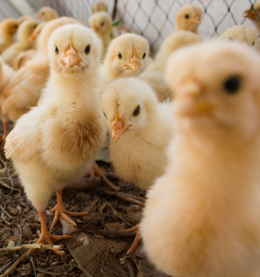 immagine storie list