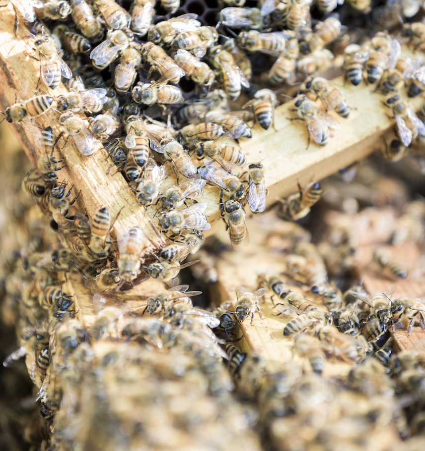 immagine storie list