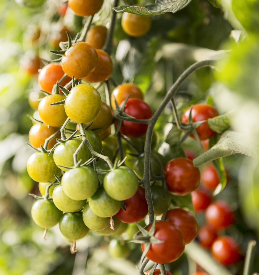 immagine storie list