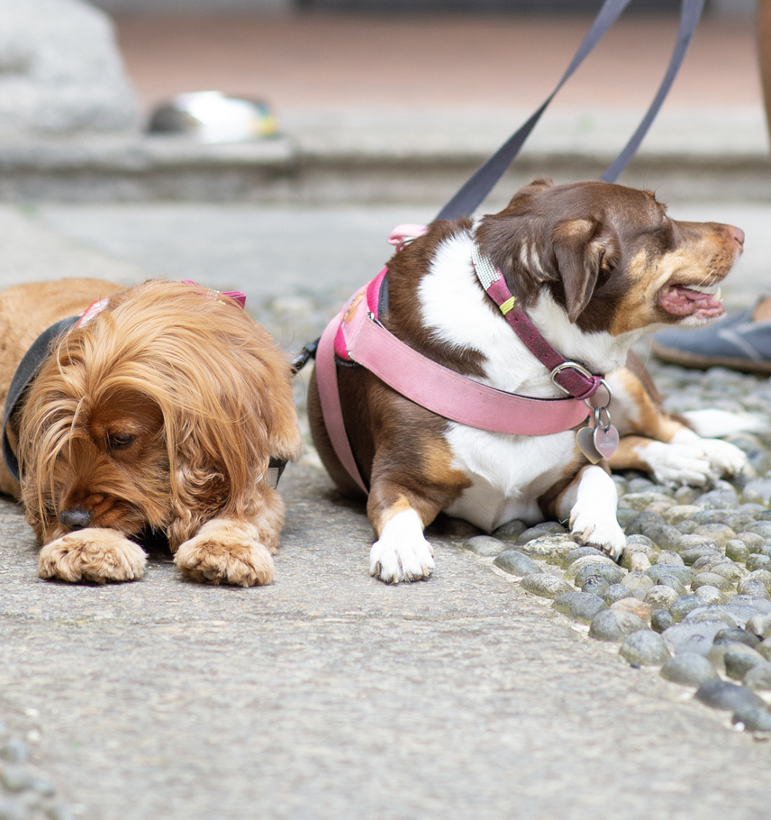 immagine storie list