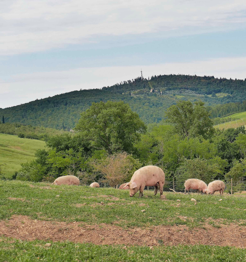 immagine storie list